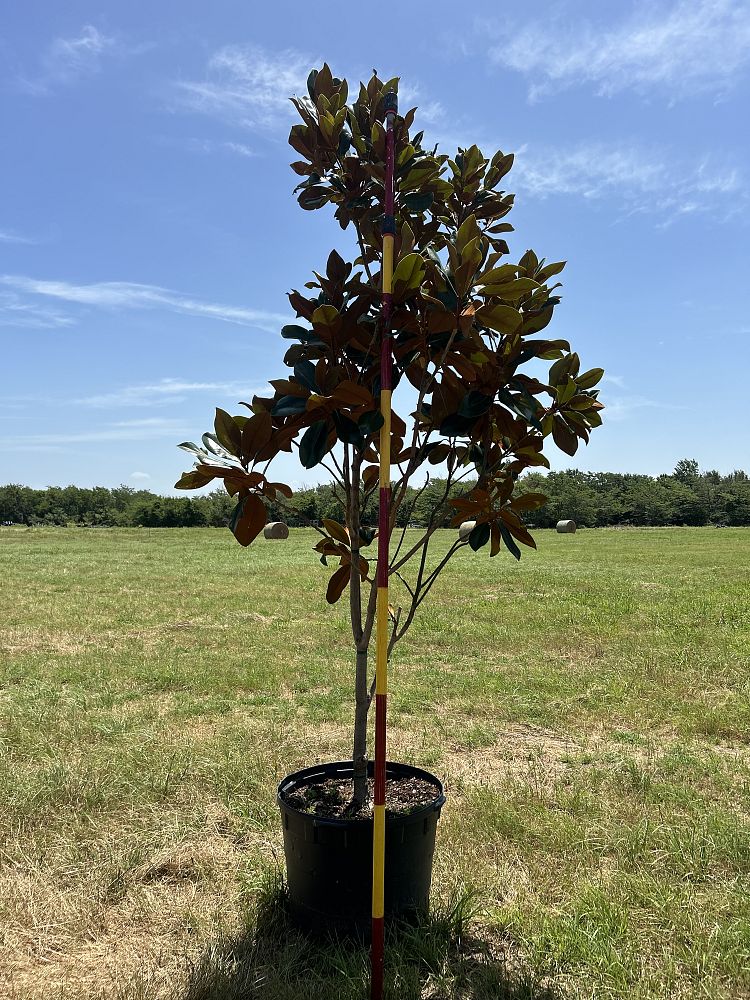 magnolia-grandiflora-bracken-s-brown-beauty-southern-magnolia