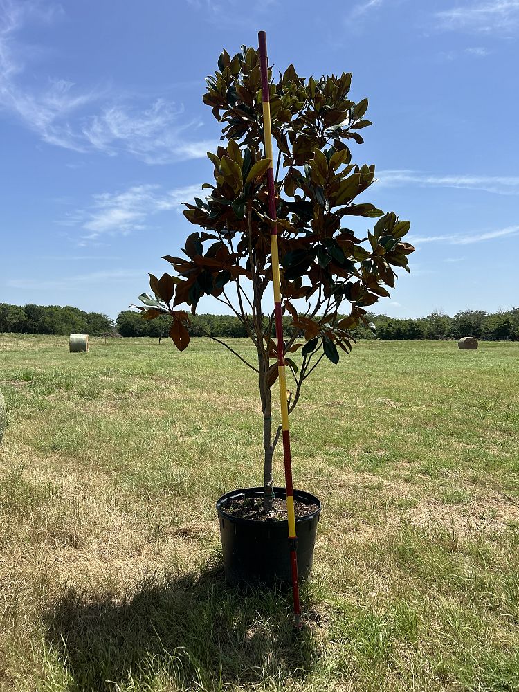 magnolia-grandiflora-bracken-s-brown-beauty-southern-magnolia