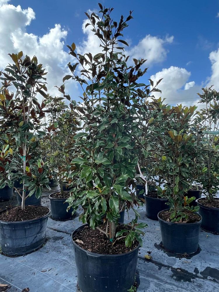 magnolia-grandiflora-bracken-s-brown-beauty-southern-magnolia