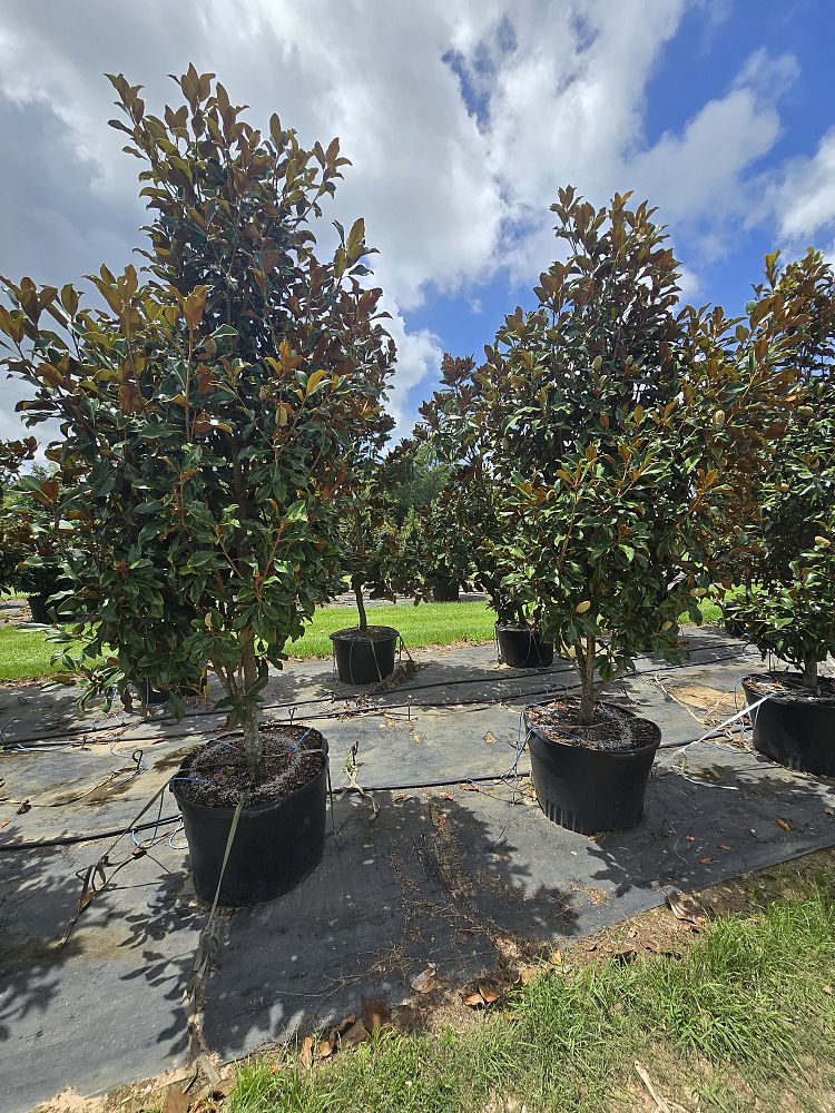 magnolia-grandiflora-bracken-s-brown-beauty-southern-magnolia