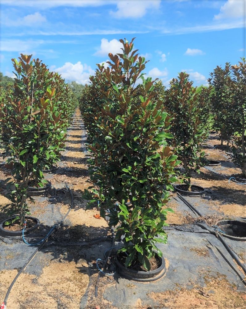 magnolia-grandiflora-bracken-s-brown-beauty-southern-magnolia