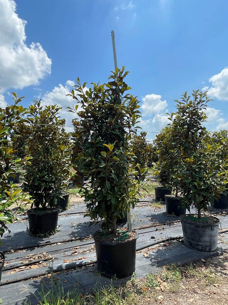 magnolia-grandiflora-bracken-s-brown-beauty-southern-magnolia