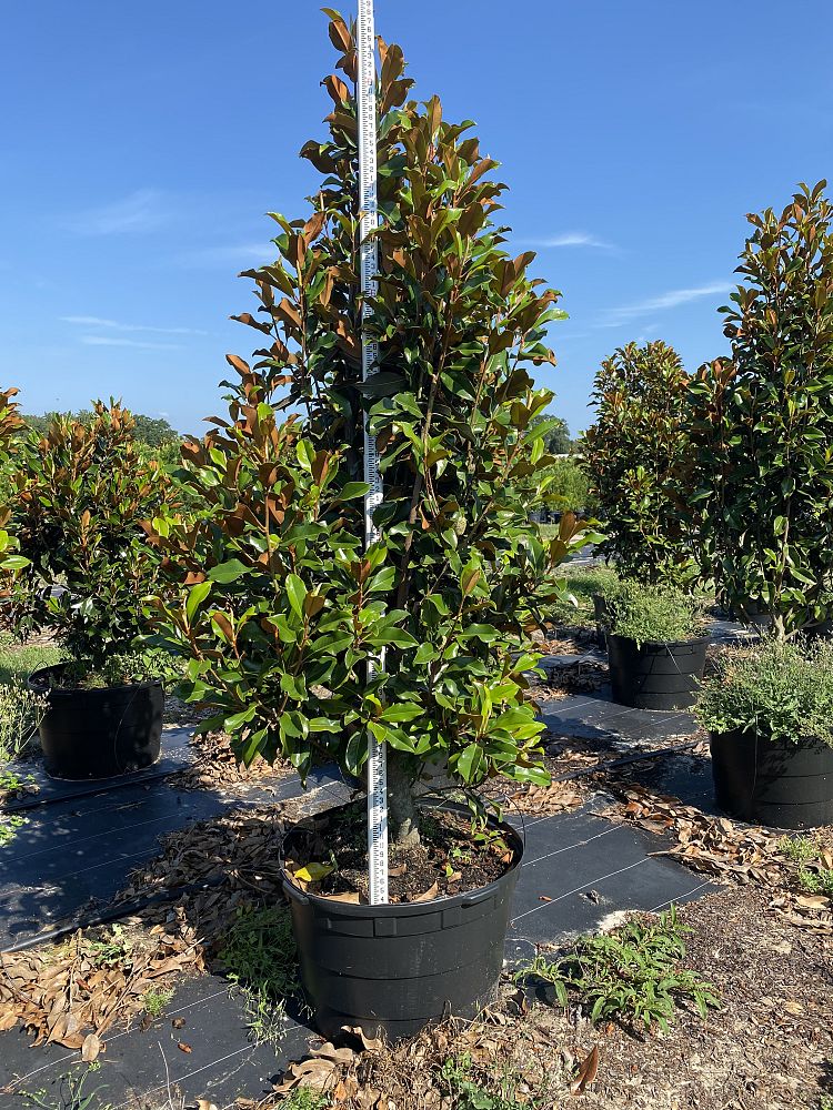 magnolia-grandiflora-bracken-s-brown-beauty-southern-magnolia