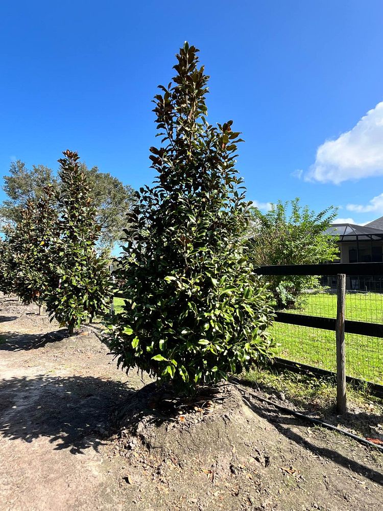 magnolia-grandiflora-bracken-s-brown-beauty-southern-magnolia