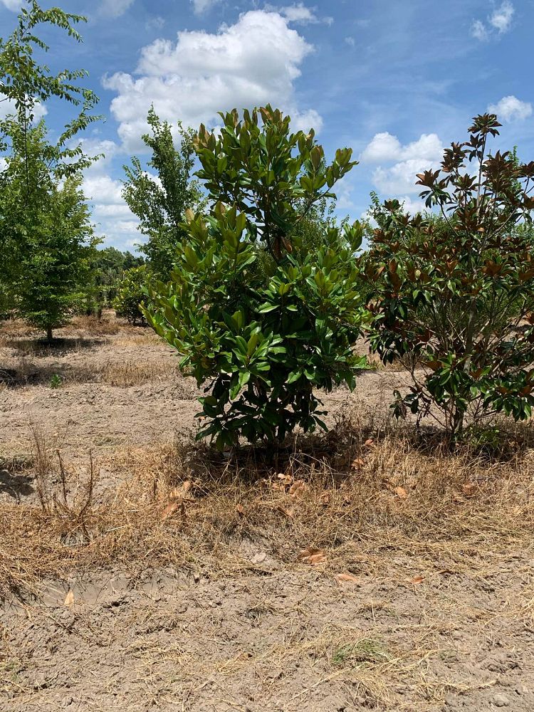 magnolia-grandiflora-bracken-s-brown-beauty-southern-magnolia