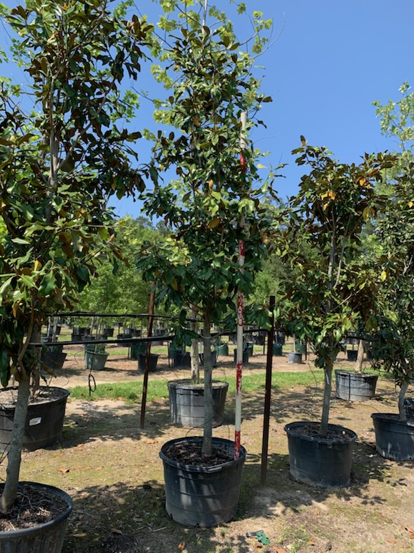 magnolia-grandiflora-bracken-s-brown-beauty-southern-magnolia