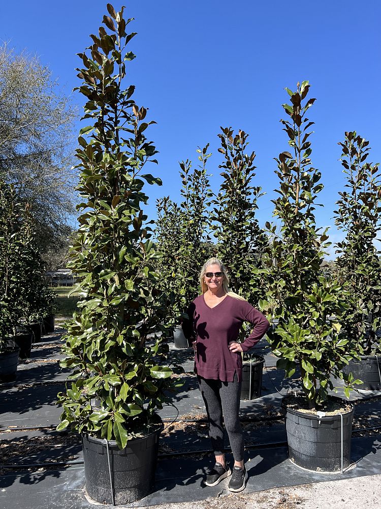 magnolia-grandiflora-bracken-s-brown-beauty-southern-magnolia