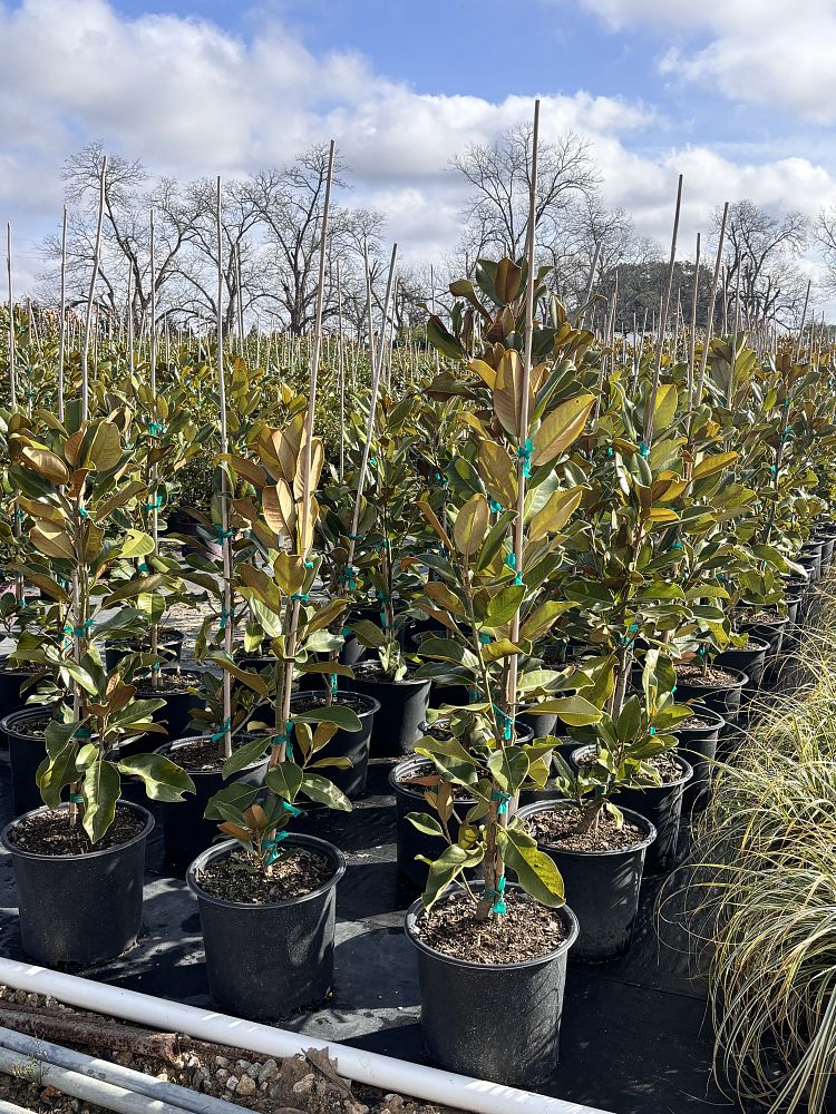 magnolia-grandiflora-bracken-s-brown-beauty-southern-magnolia