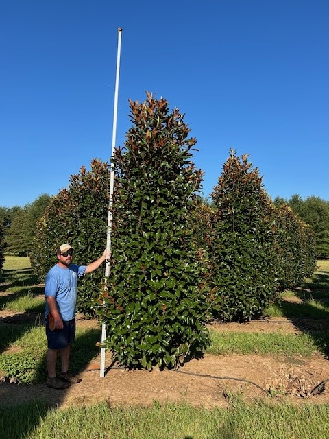 magnolia-grandiflora-bracken-s-brown-beauty-southern-magnolia