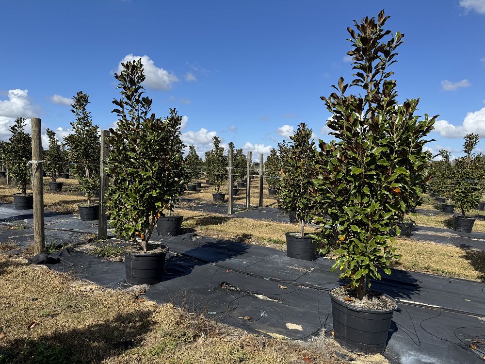 magnolia-grandiflora-bracken-s-brown-beauty-southern-magnolia