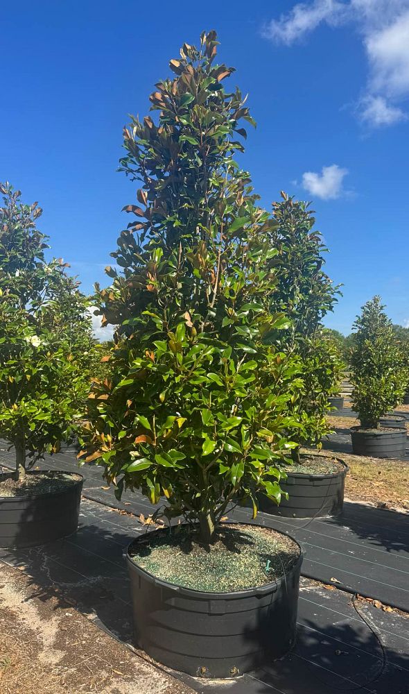 magnolia-grandiflora-bracken-s-brown-beauty-southern-magnolia