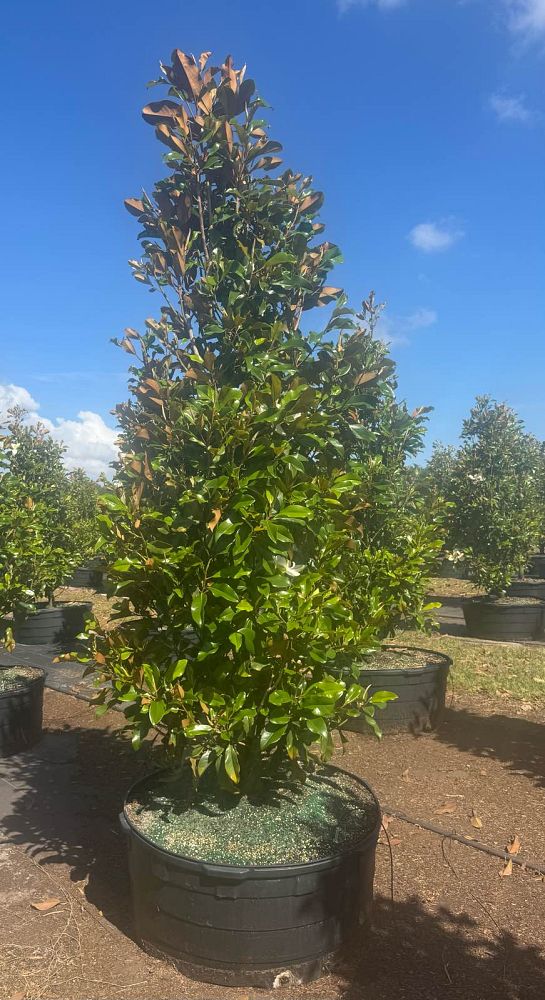 magnolia-grandiflora-bracken-s-brown-beauty-southern-magnolia