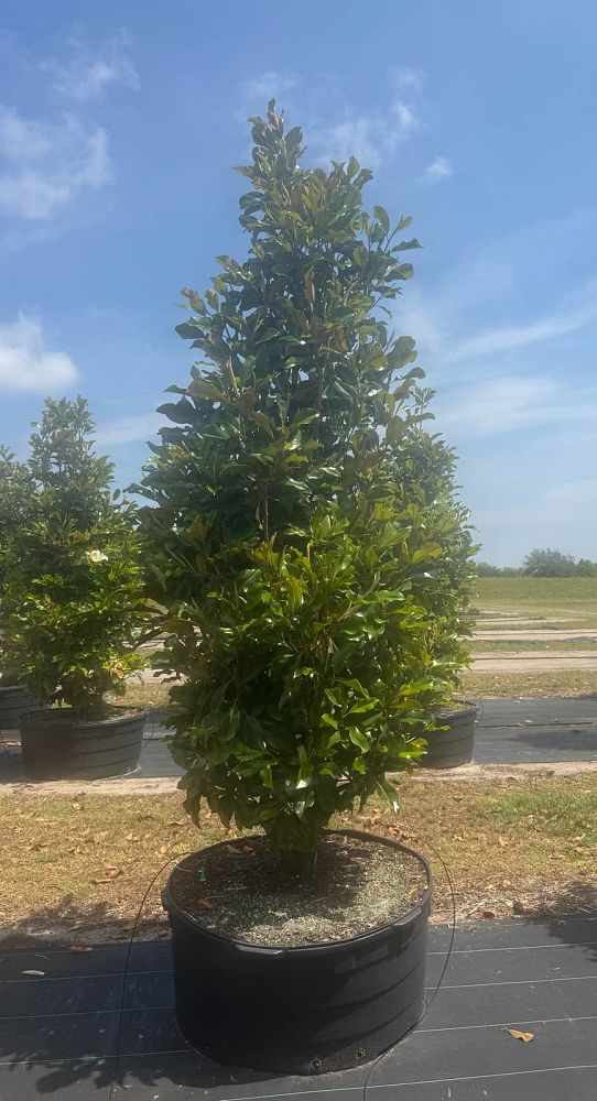magnolia-grandiflora-bracken-s-brown-beauty-southern-magnolia