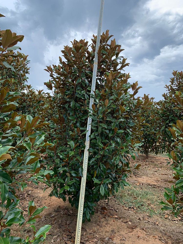 magnolia-grandiflora-bracken-s-brown-beauty-southern-magnolia