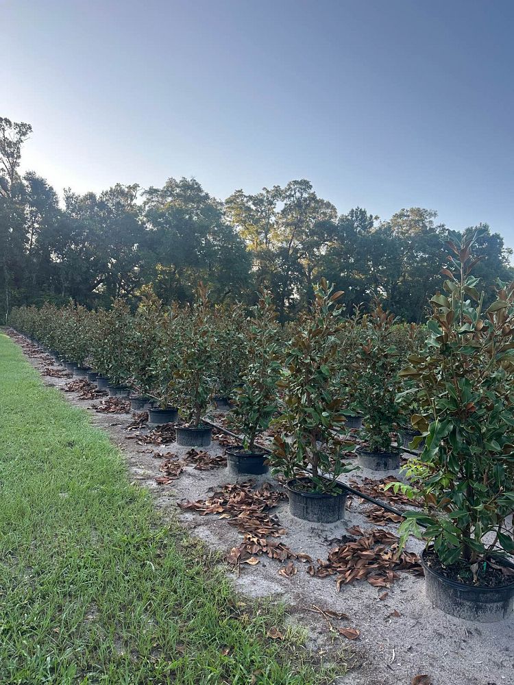 magnolia-grandiflora-bracken-s-brown-beauty-southern-magnolia