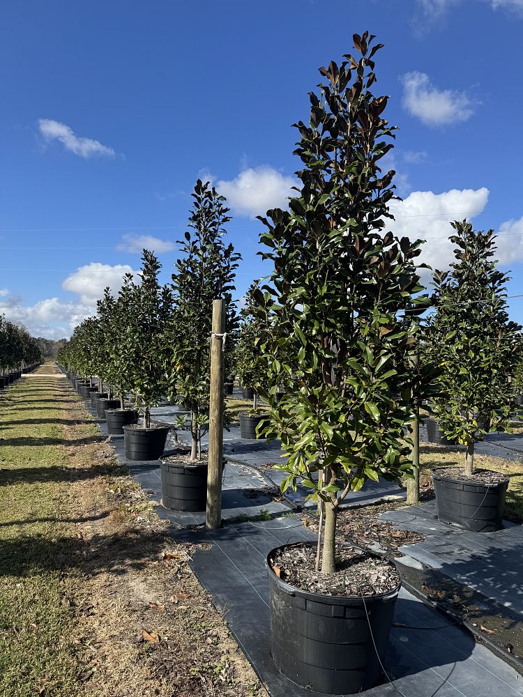 magnolia-grandiflora-bracken-s-brown-beauty-southern-magnolia
