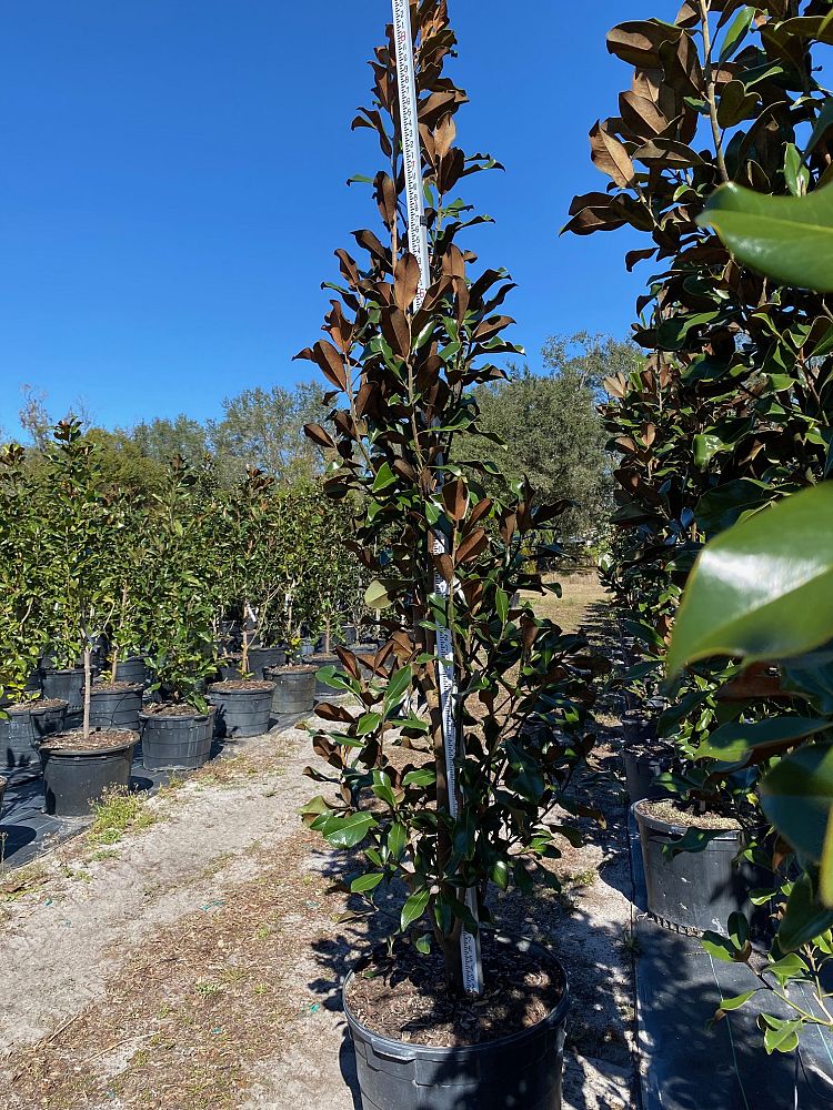 magnolia-grandiflora-bracken-s-brown-beauty-southern-magnolia