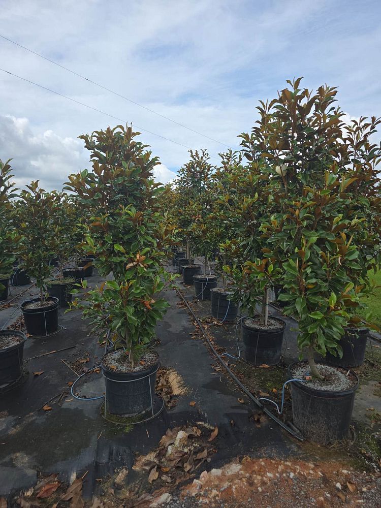 magnolia-grandiflora-bracken-s-brown-beauty-southern-magnolia