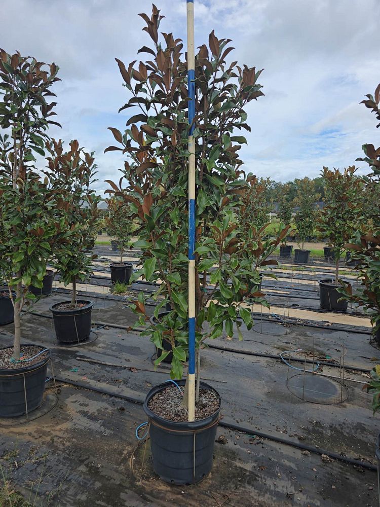 magnolia-grandiflora-bracken-s-brown-beauty-southern-magnolia