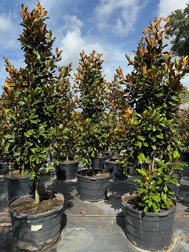 magnolia-grandiflora-bracken-s-brown-beauty-southern-magnolia