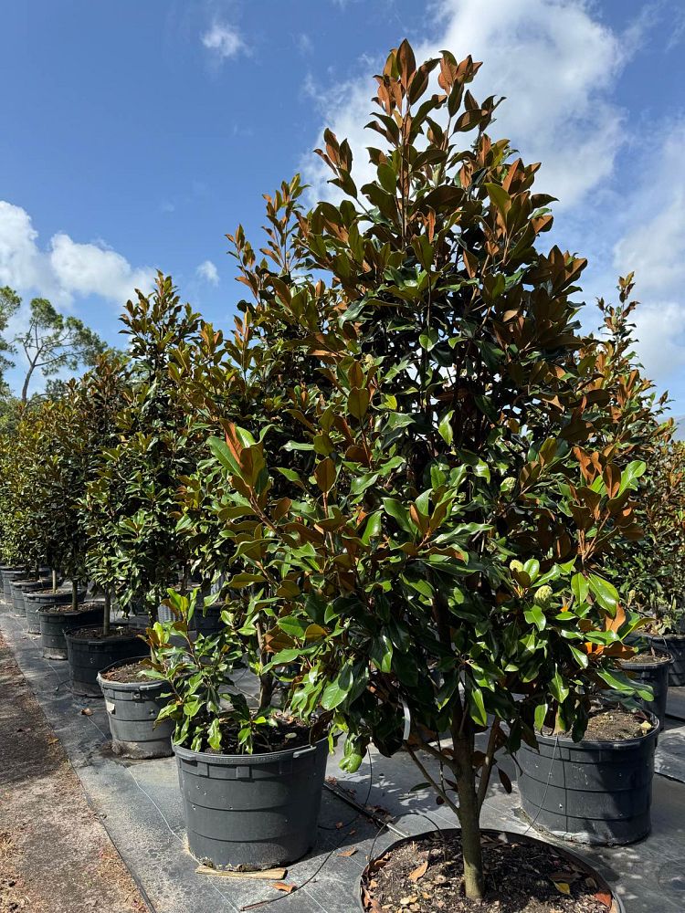 magnolia-grandiflora-bracken-s-brown-beauty-southern-magnolia