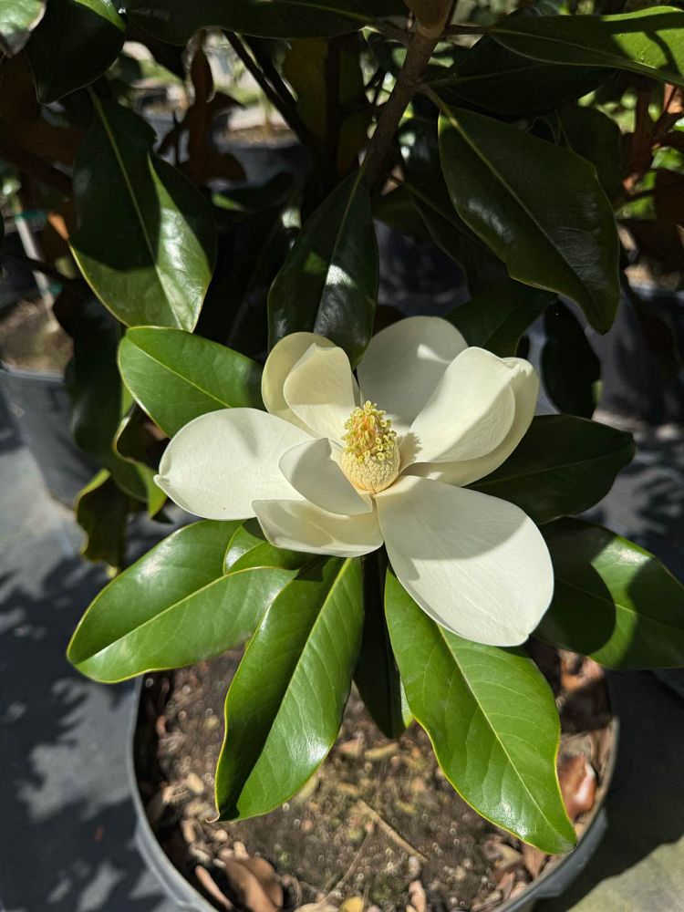 magnolia-grandiflora-bracken-s-brown-beauty-southern-magnolia