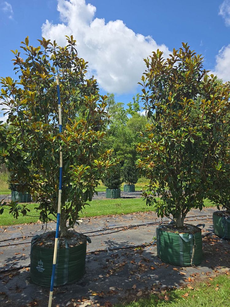magnolia-grandiflora-bracken-s-brown-beauty-southern-magnolia