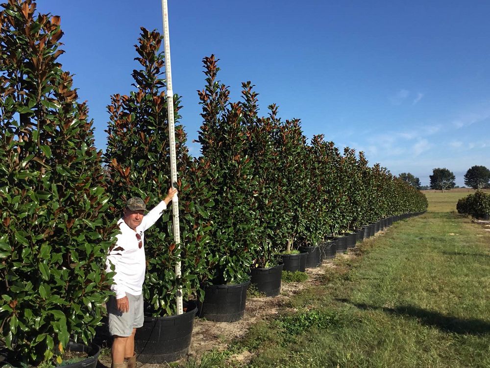 magnolia-grandiflora-bracken-s-brown-beauty-southern-magnolia