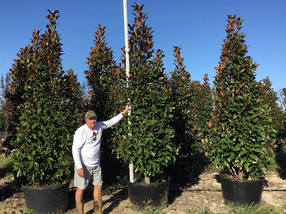 magnolia-grandiflora-bracken-s-brown-beauty-southern-magnolia