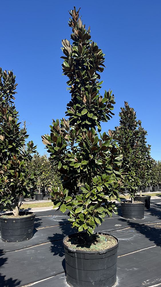 magnolia-grandiflora-bracken-s-brown-beauty-southern-magnolia