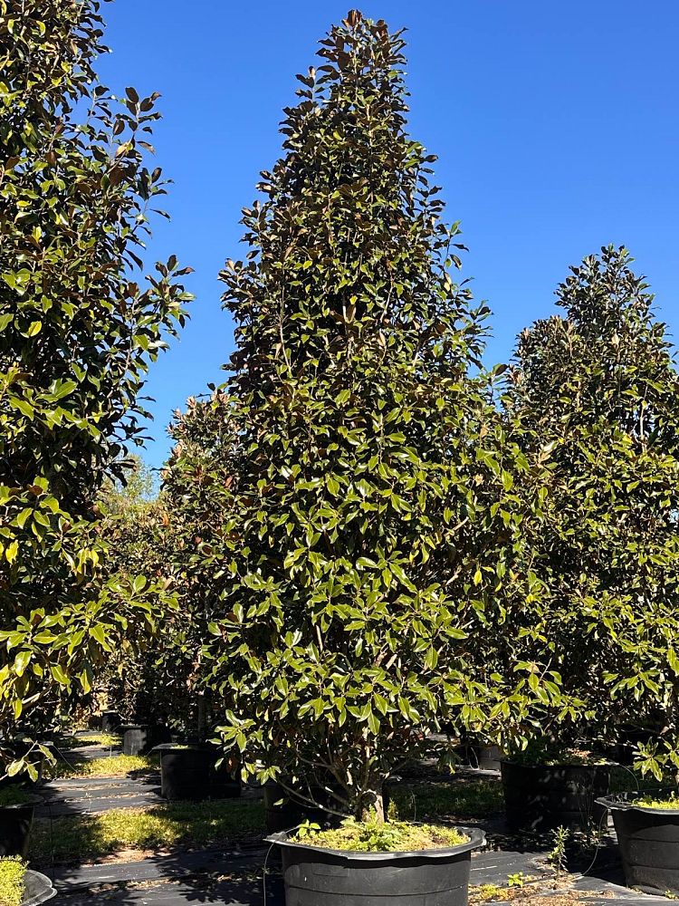 magnolia-grandiflora-bracken-s-brown-beauty-southern-magnolia