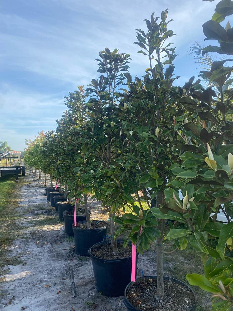 magnolia-grandiflora-bracken-s-brown-beauty-southern-magnolia
