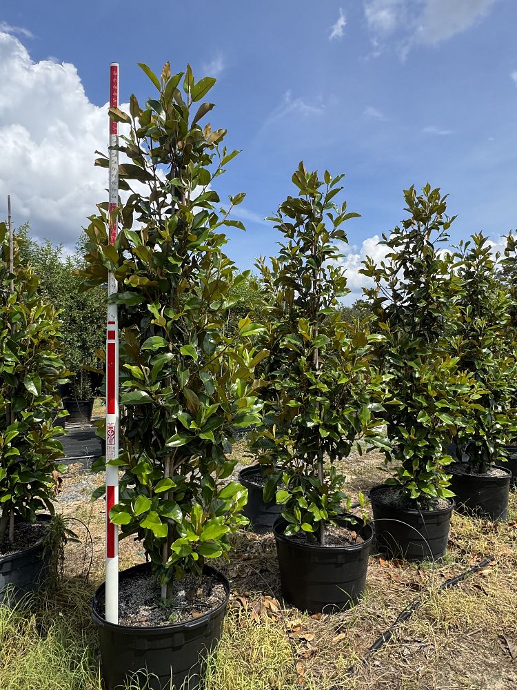 magnolia-grandiflora-bracken-s-brown-beauty-southern-magnolia
