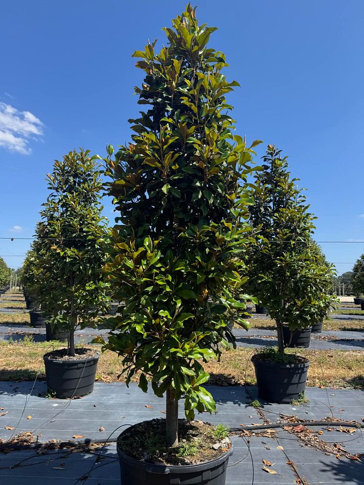 magnolia-grandiflora-bracken-s-brown-beauty-southern-magnolia