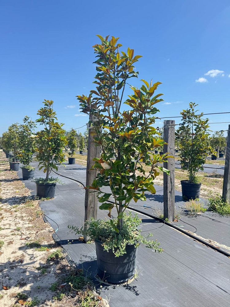 magnolia-grandiflora-bracken-s-brown-beauty-southern-magnolia