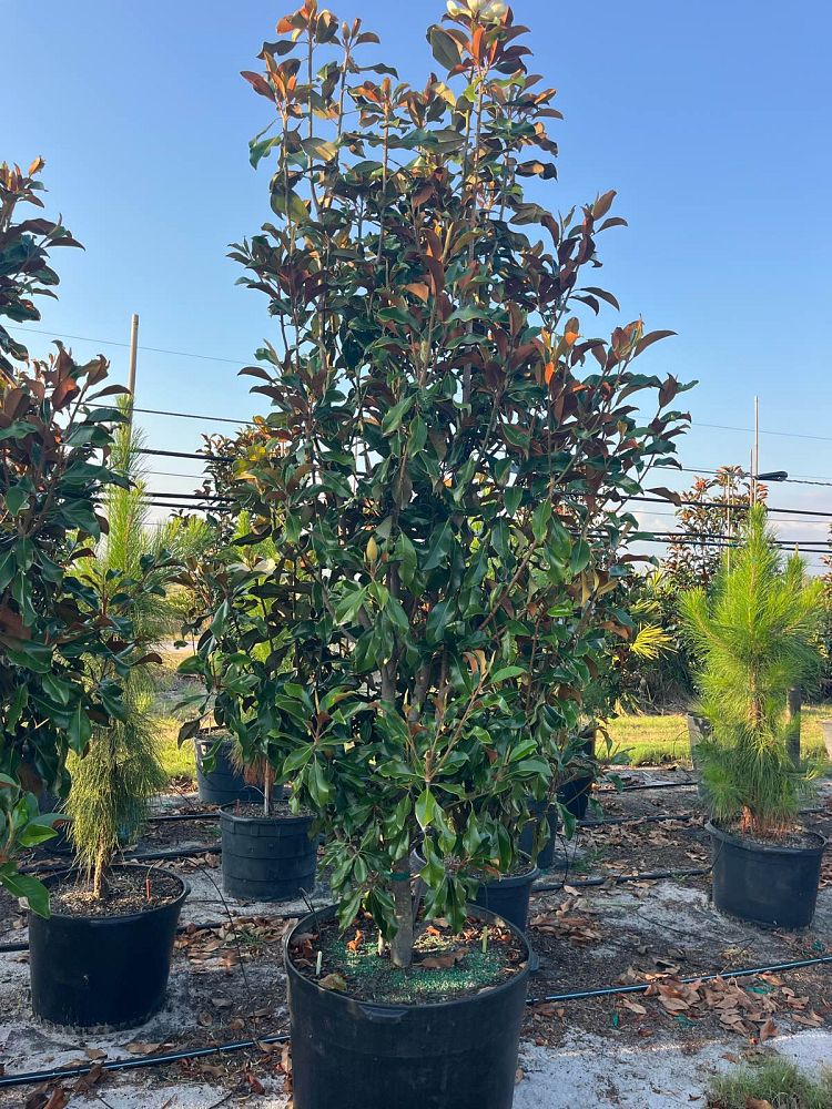 magnolia-grandiflora-bracken-s-brown-beauty-southern-magnolia