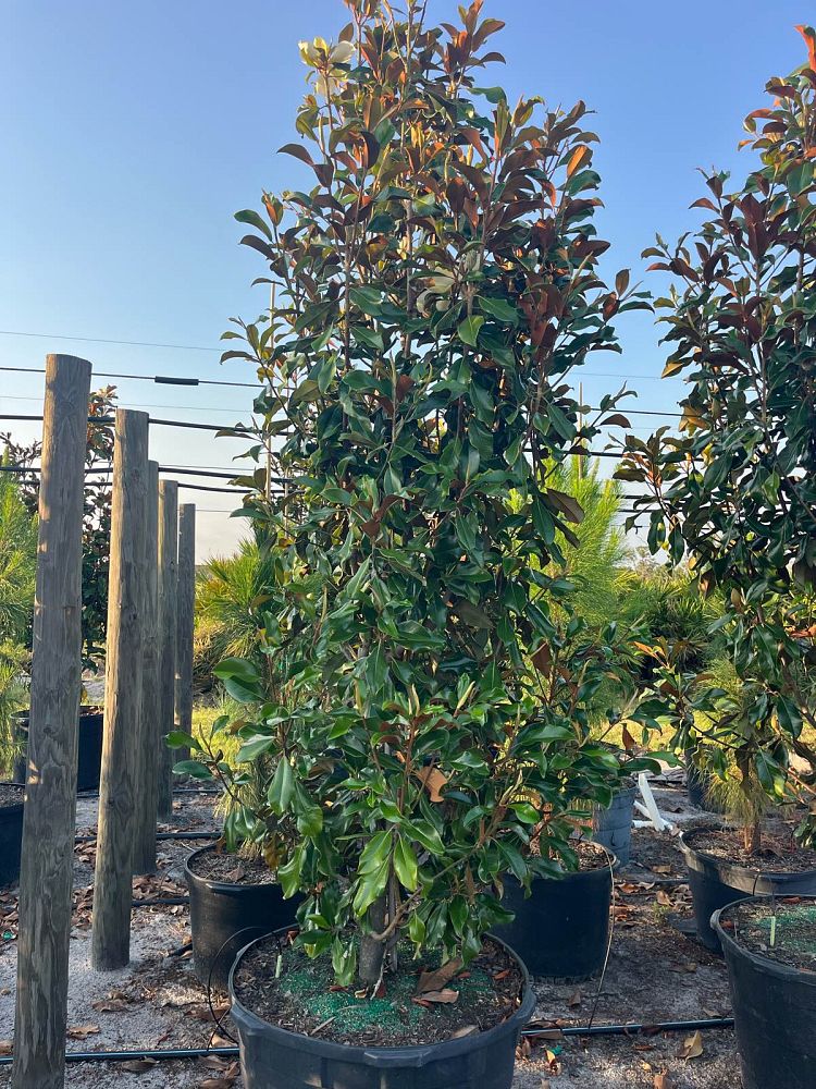 magnolia-grandiflora-bracken-s-brown-beauty-southern-magnolia