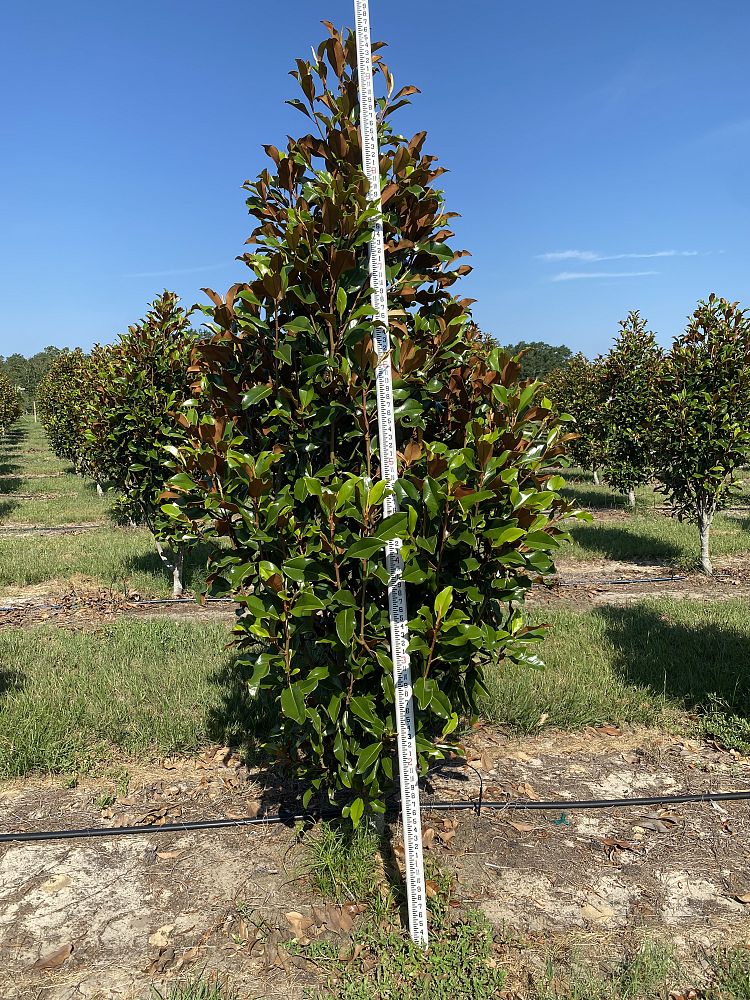 magnolia-grandiflora-bracken-s-brown-beauty-southern-magnolia