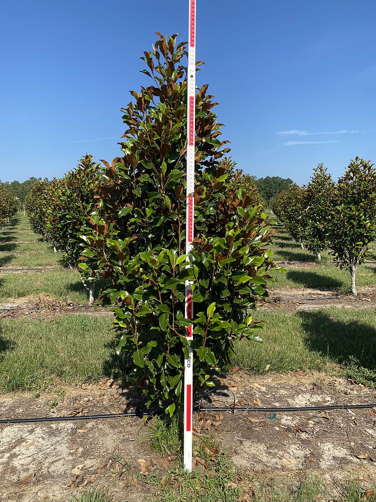 magnolia-grandiflora-bracken-s-brown-beauty-southern-magnolia