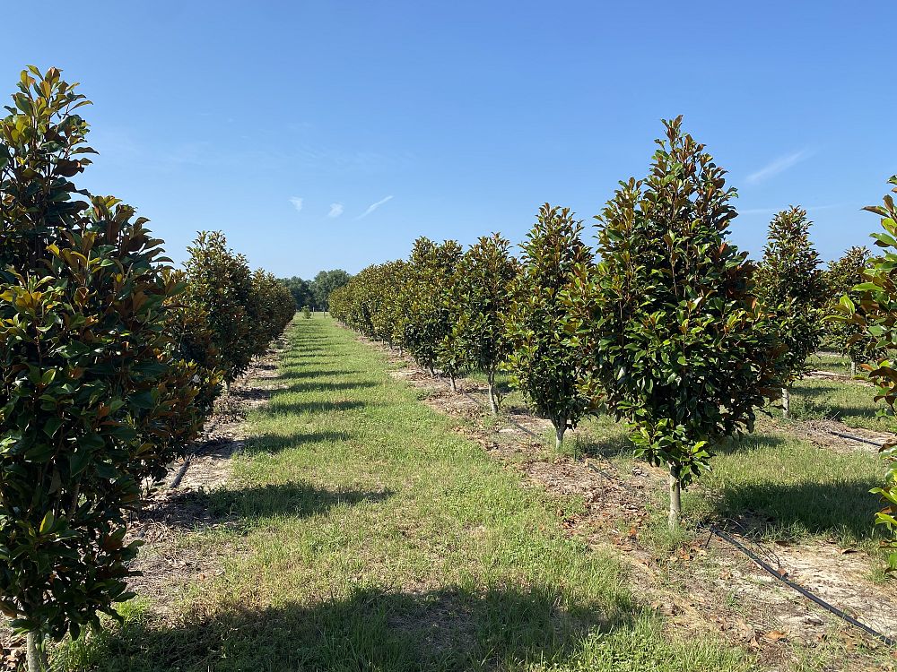 magnolia-grandiflora-bracken-s-brown-beauty-southern-magnolia