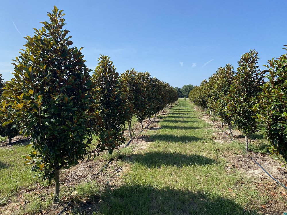 magnolia-grandiflora-bracken-s-brown-beauty-southern-magnolia