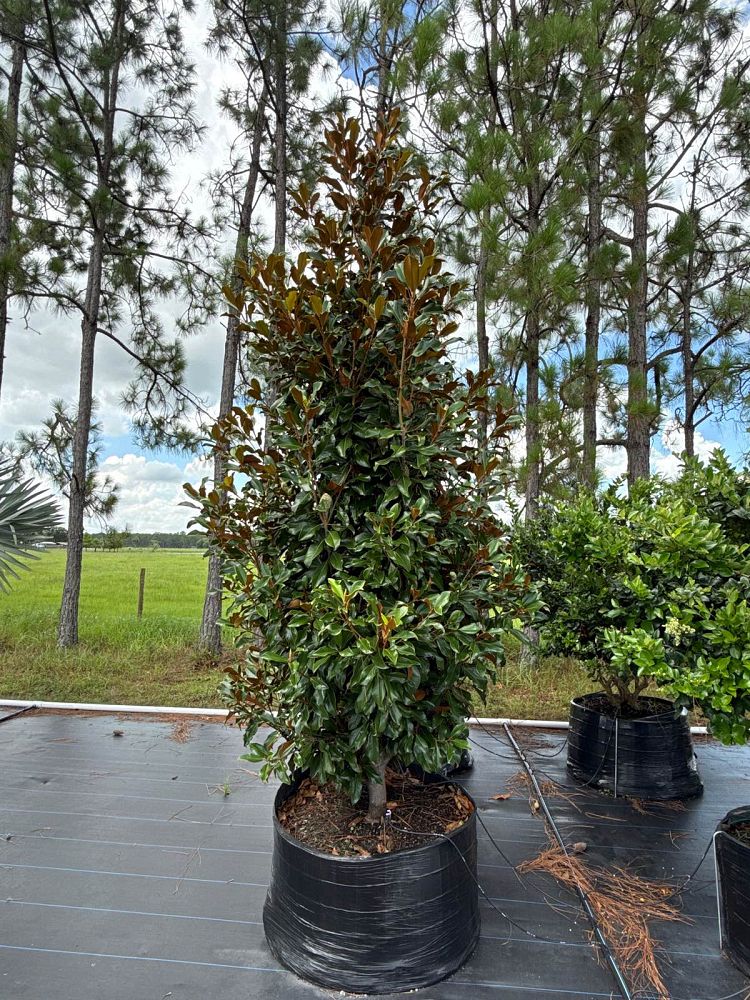 magnolia-grandiflora-bracken-s-brown-beauty-southern-magnolia