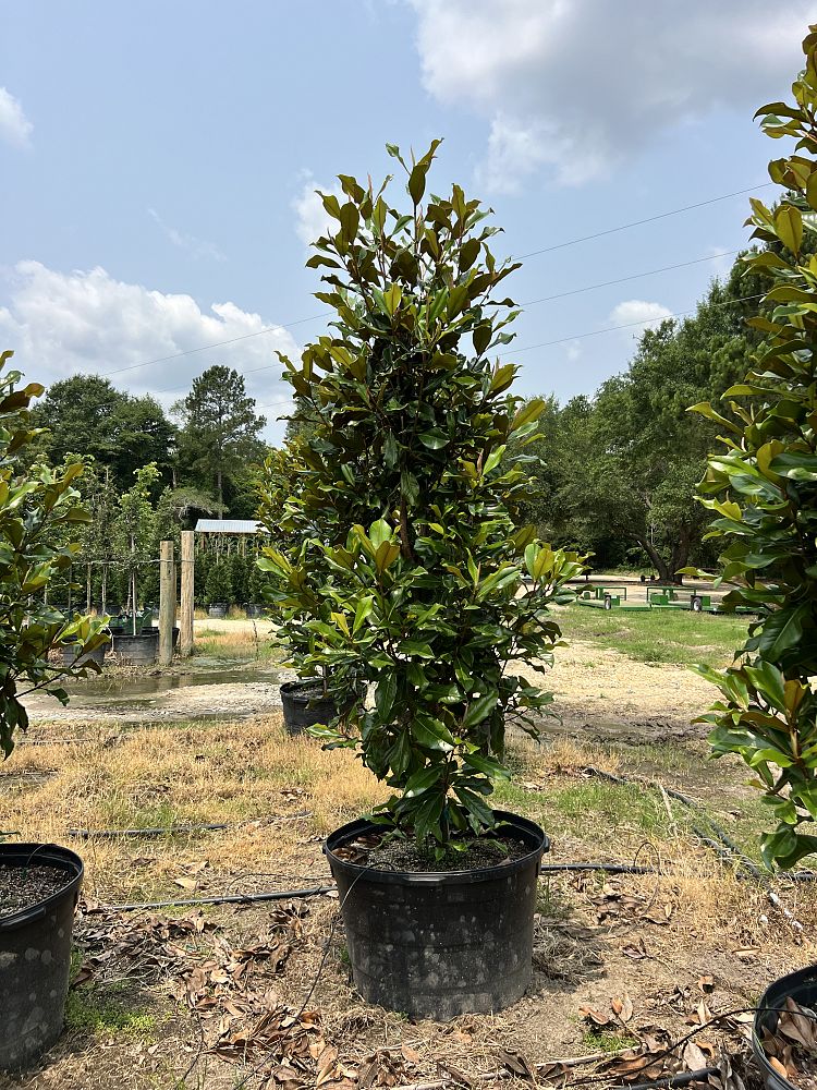 magnolia-grandiflora-bracken-s-brown-beauty-southern-magnolia