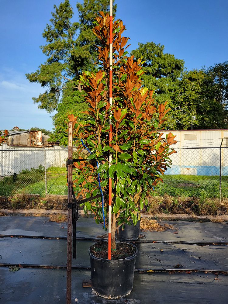 magnolia-grandiflora-bracken-s-brown-beauty-southern-magnolia