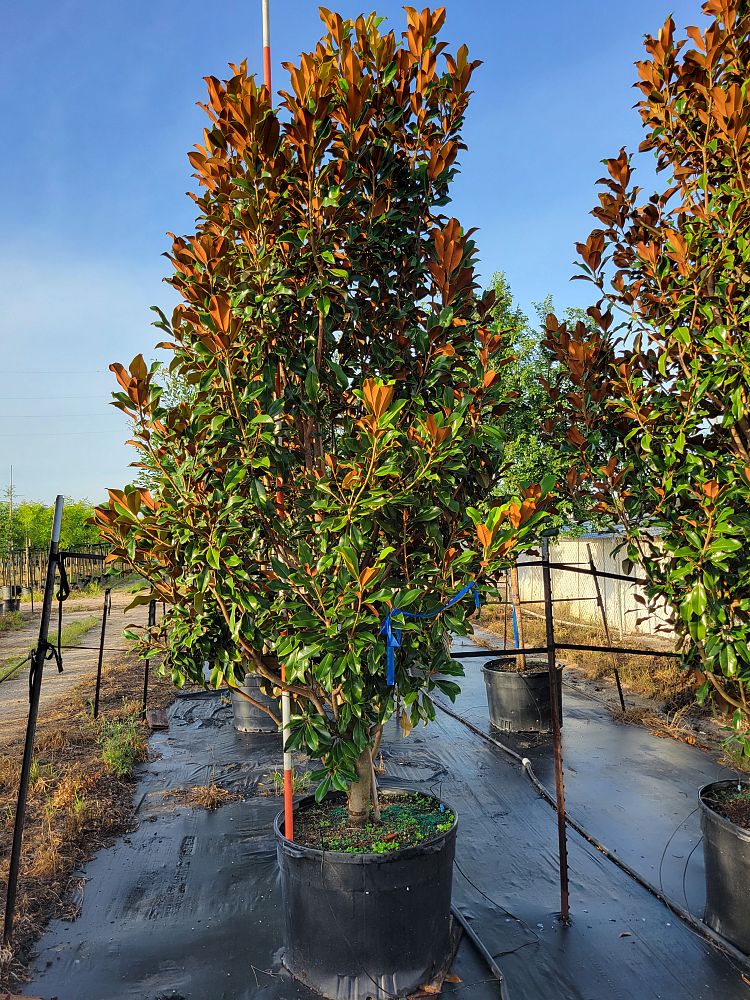magnolia-grandiflora-bracken-s-brown-beauty-southern-magnolia