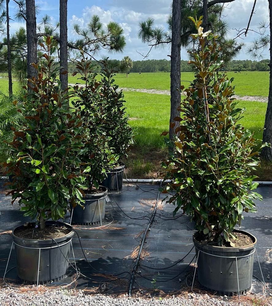 magnolia-grandiflora-bracken-s-brown-beauty-southern-magnolia