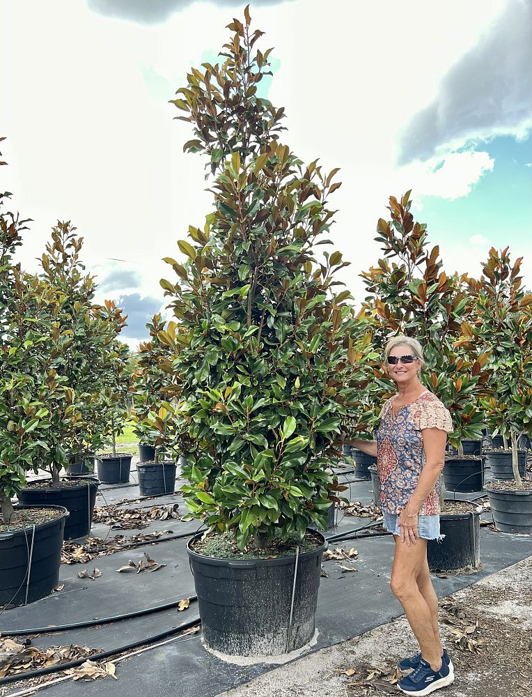 magnolia-grandiflora-bracken-s-brown-beauty-southern-magnolia