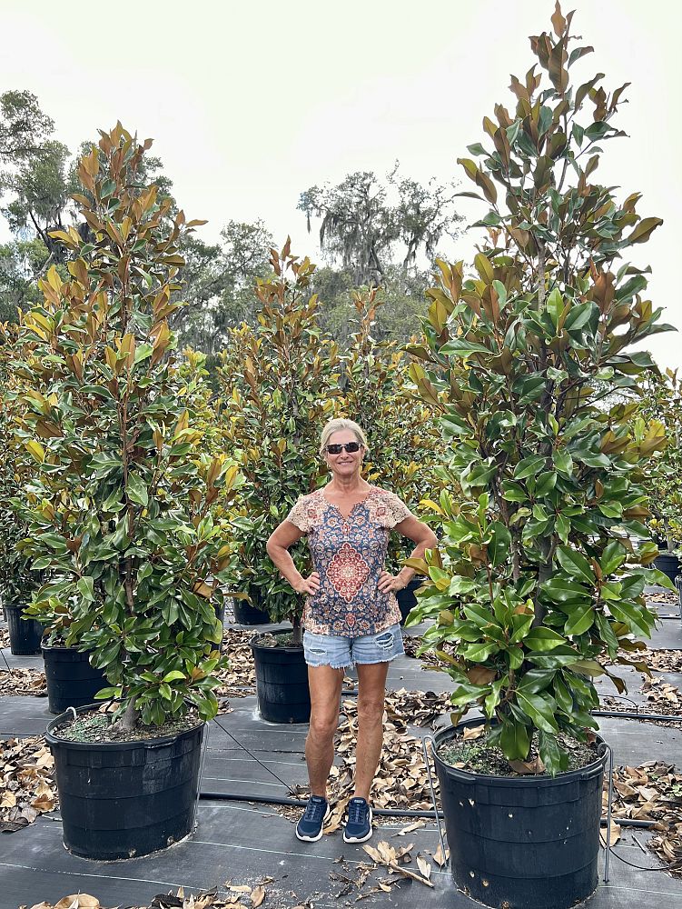 magnolia-grandiflora-bracken-s-brown-beauty-southern-magnolia