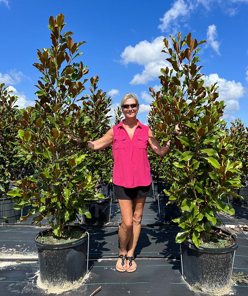magnolia-grandiflora-bracken-s-brown-beauty-southern-magnolia