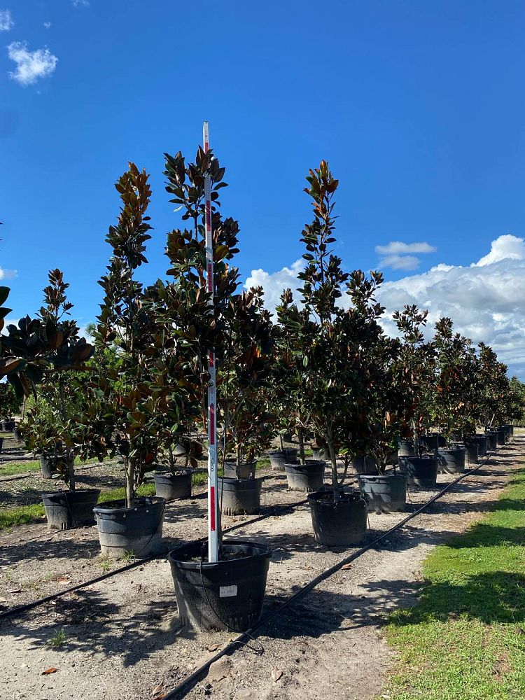 magnolia-grandiflora-bracken-s-brown-beauty-southern-magnolia